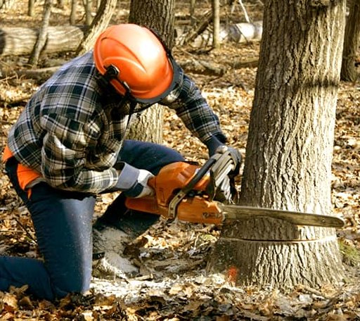 Tree Removal in Peck, KS